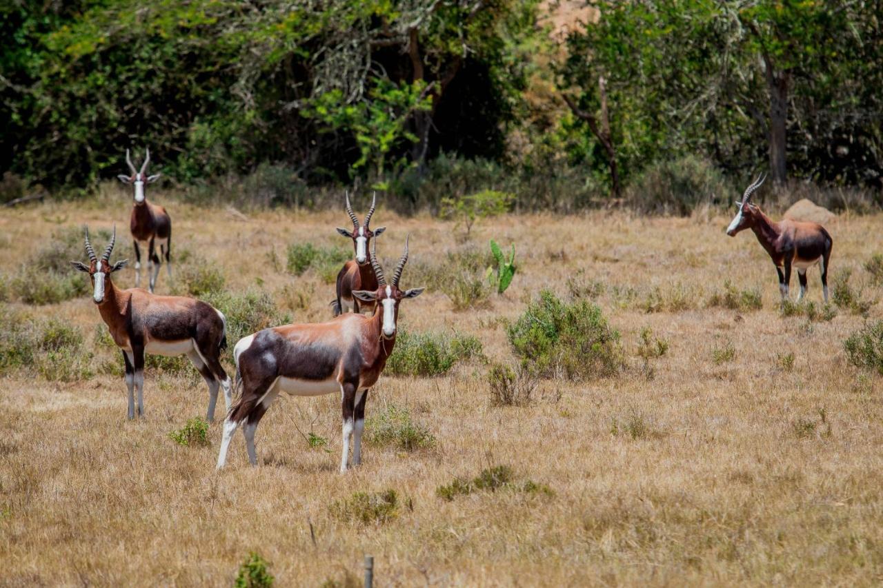 The Ranch House At African Safari Lodge เกรแฮมส์ทาวน์ ภายนอก รูปภาพ